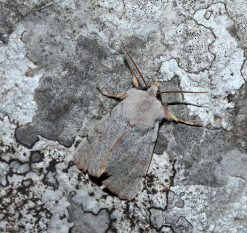 Perigrapha (Rororthosia) rorida